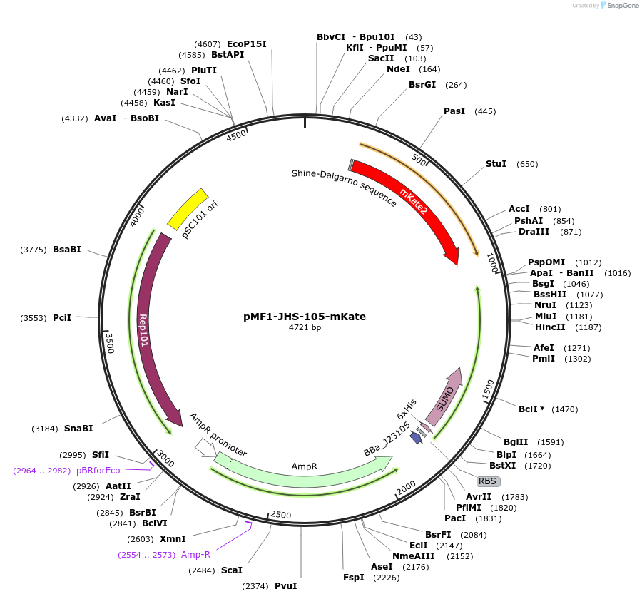256134-plasmid-map-sequence-id-513845