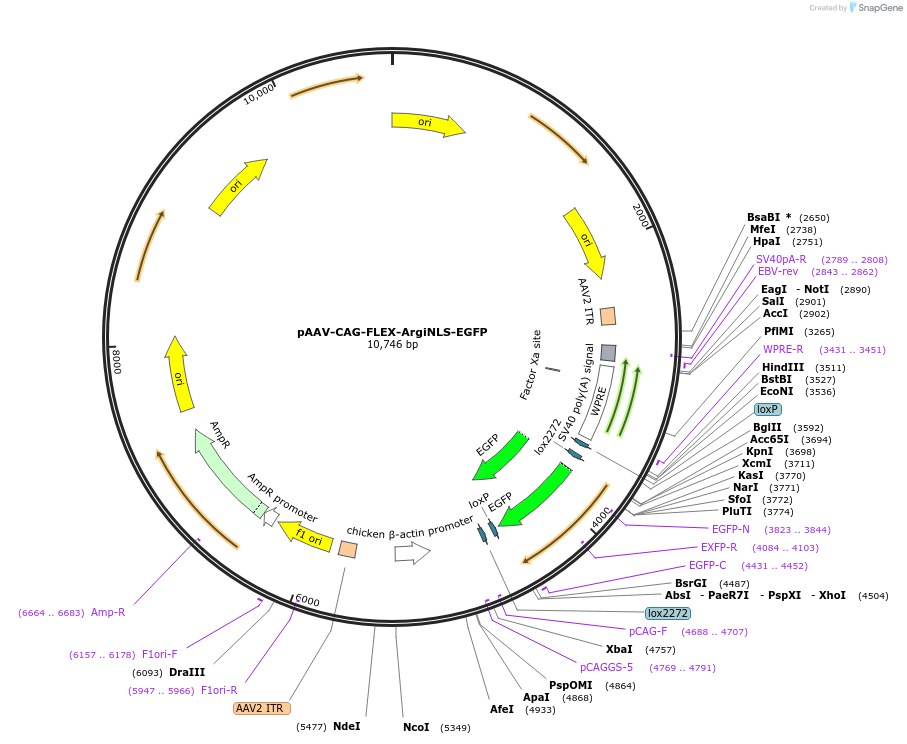 220601-plasmid-map-sequence-id-513848