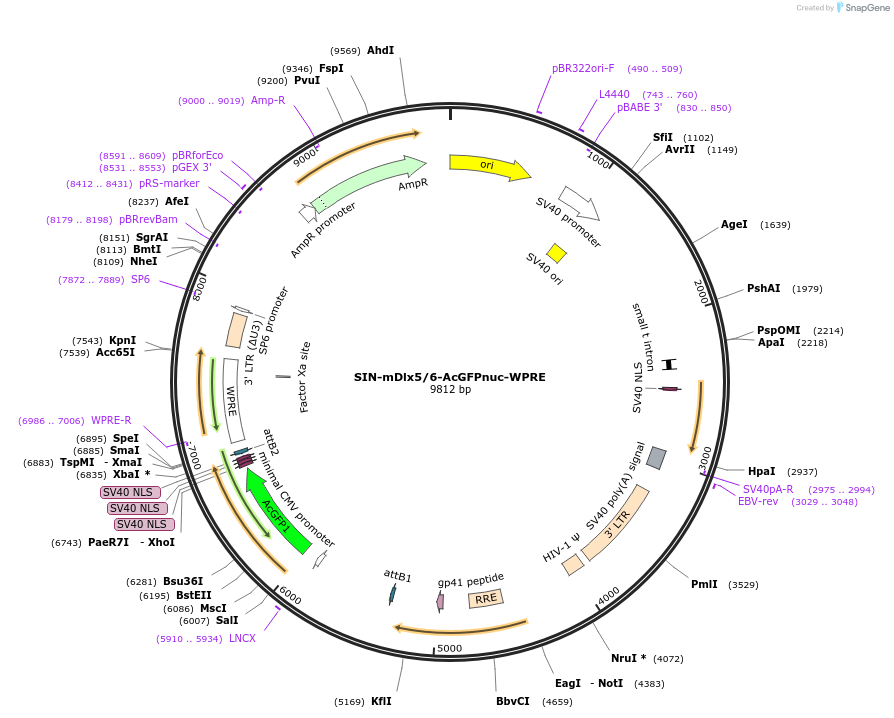 245091-plasmid-map-sequence-id-513938