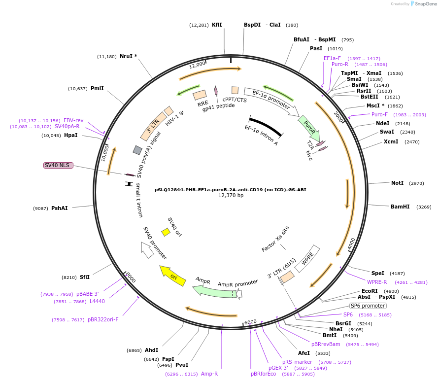 252643-plasmid-map-sequence-id-513939