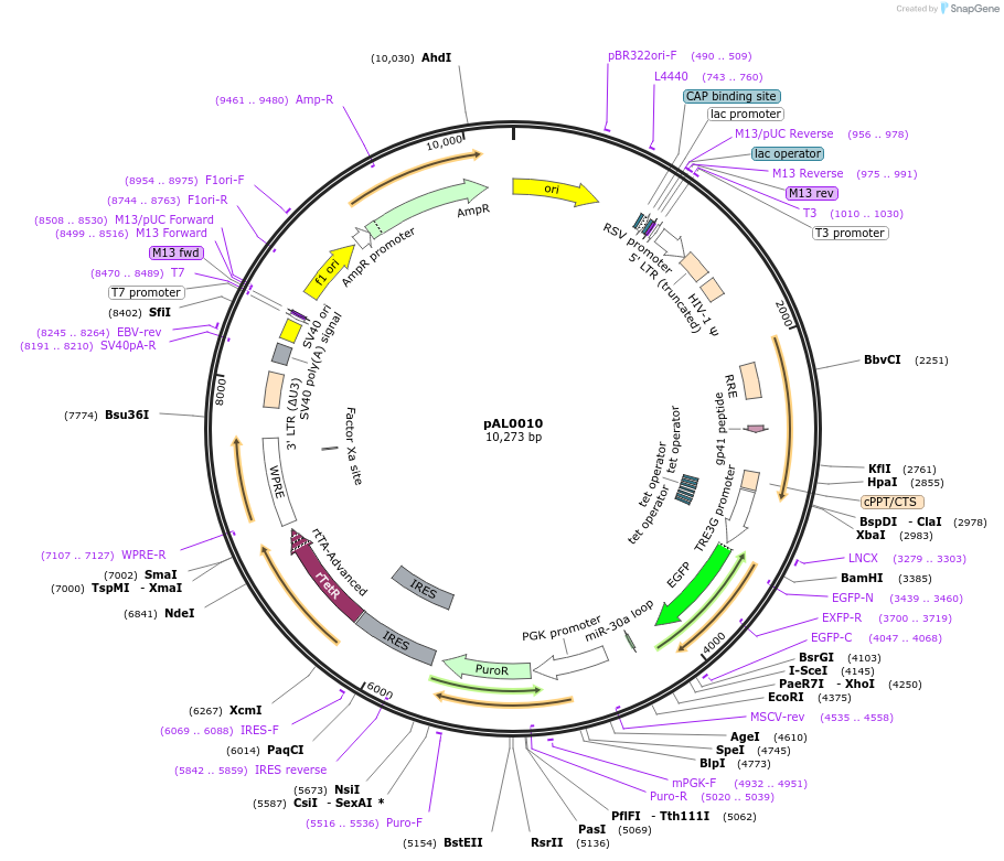 252727-plasmid-map-sequence-id-513950