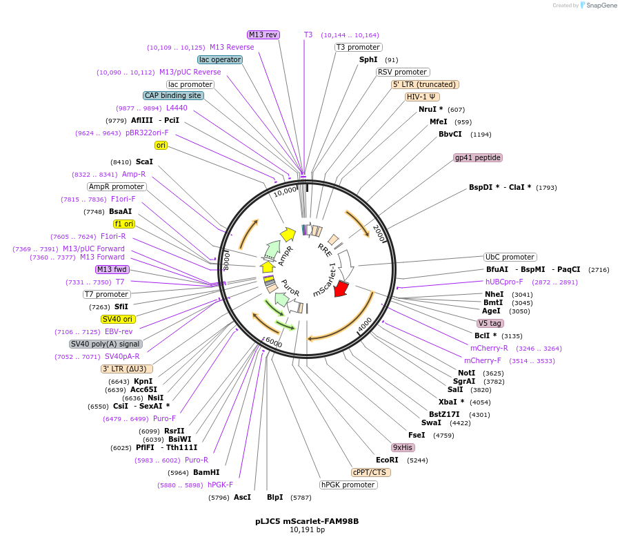 211350-plasmid-map-sequence-id-513961