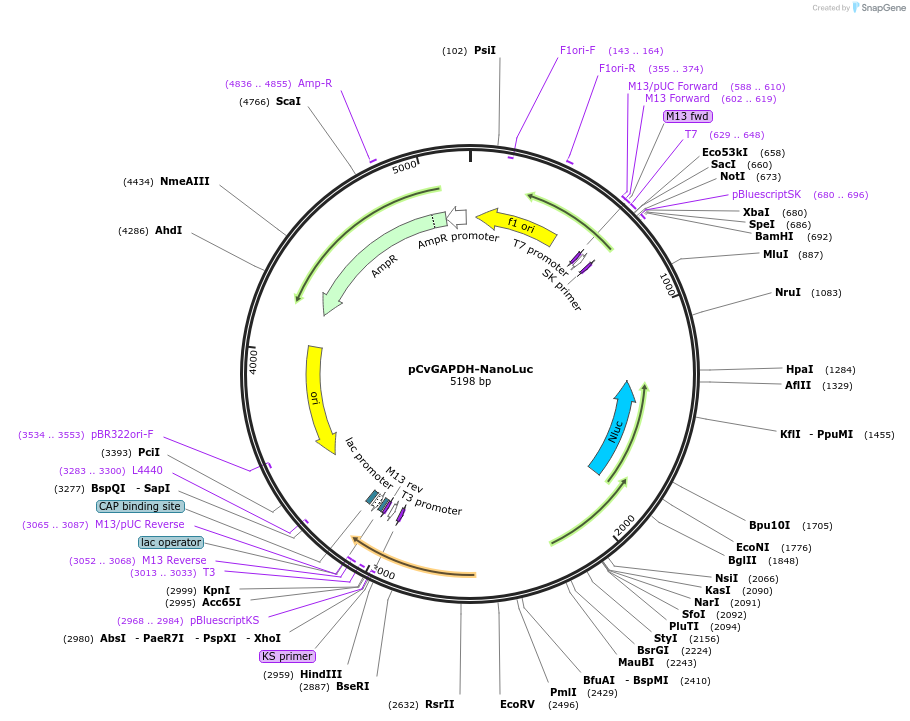 255780-plasmid-map-sequence-id-514081