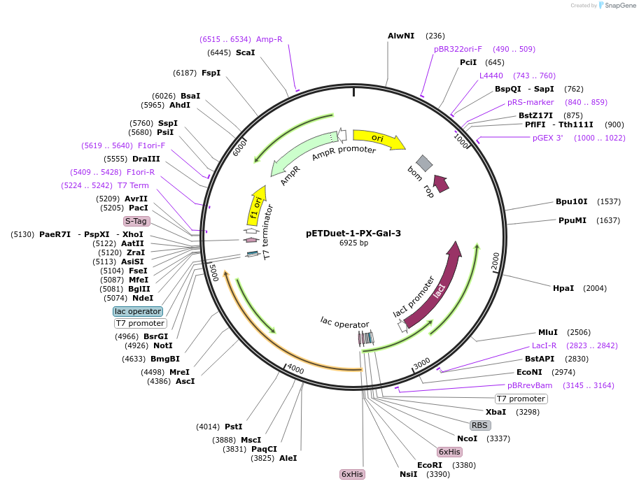256295-plasmid-map-sequence-id-514082