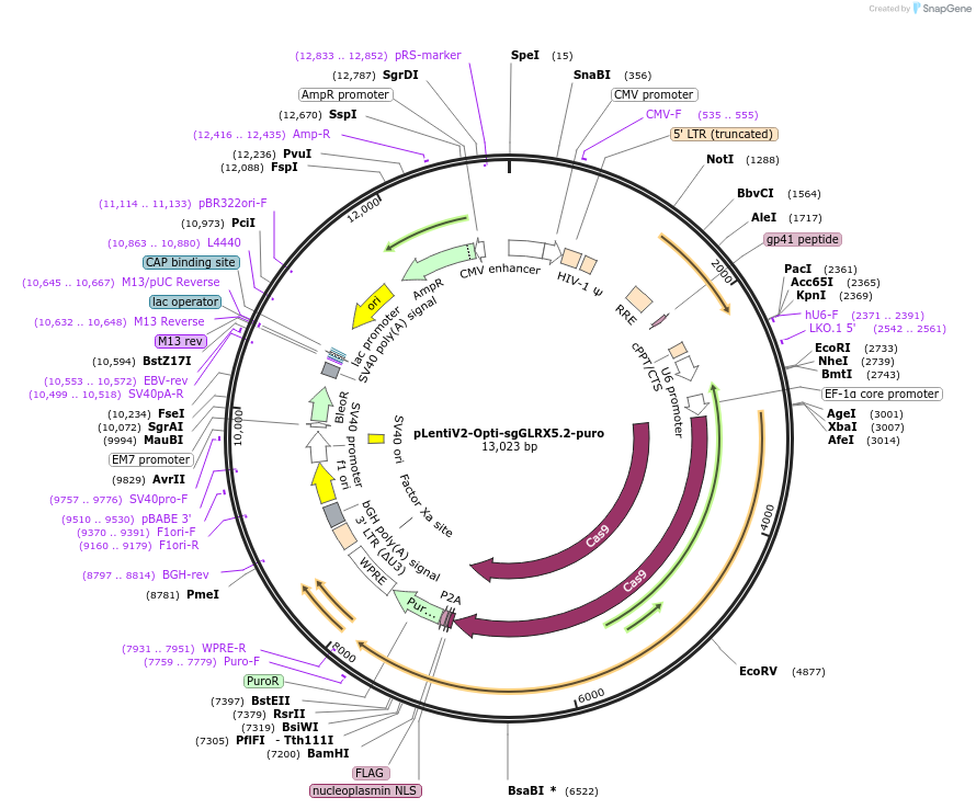 257580-plasmid-map-sequence-id-514108