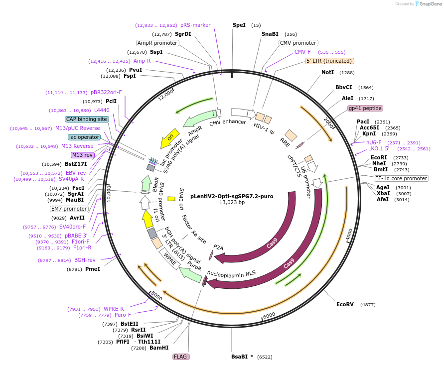 257575-plasmid-map-sequence-id-514129