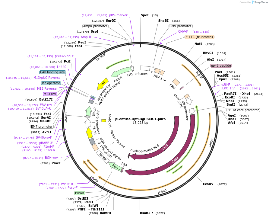 257581-plasmid-map-sequence-id-514139