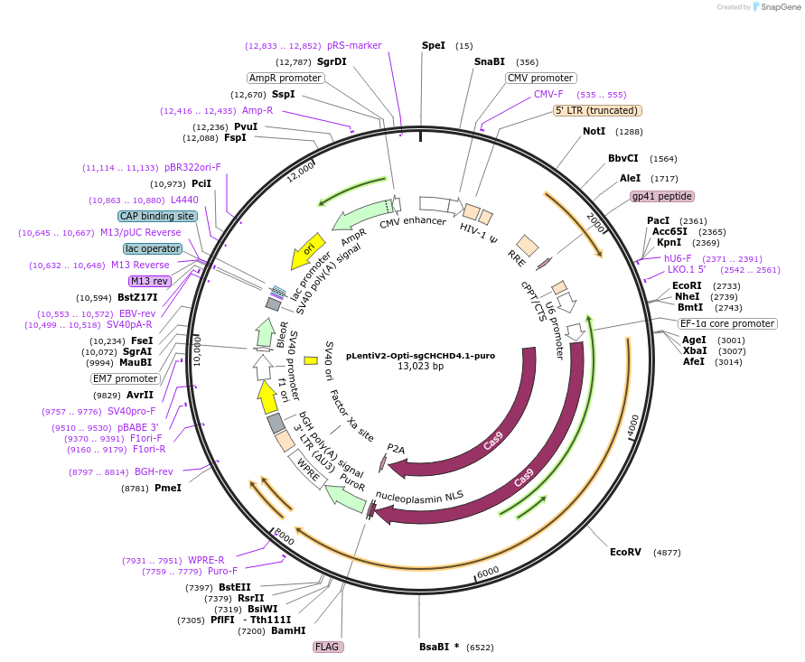 257589-plasmid-map-sequence-id-514140