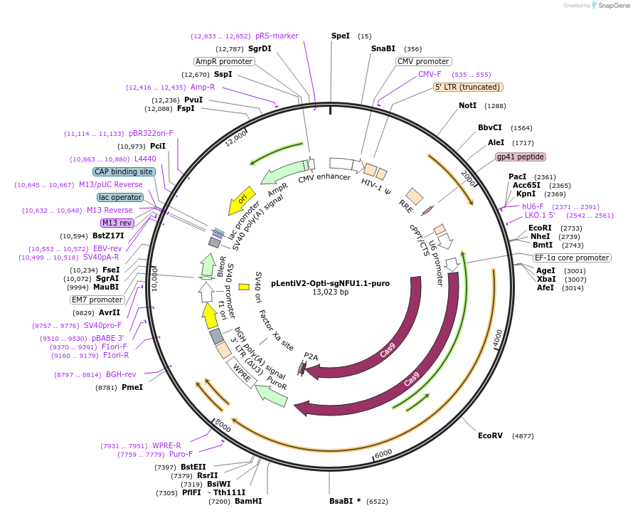 257587-plasmid-map-sequence-id-514144