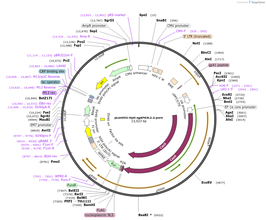 257573-plasmid-map-sequence-id-514145