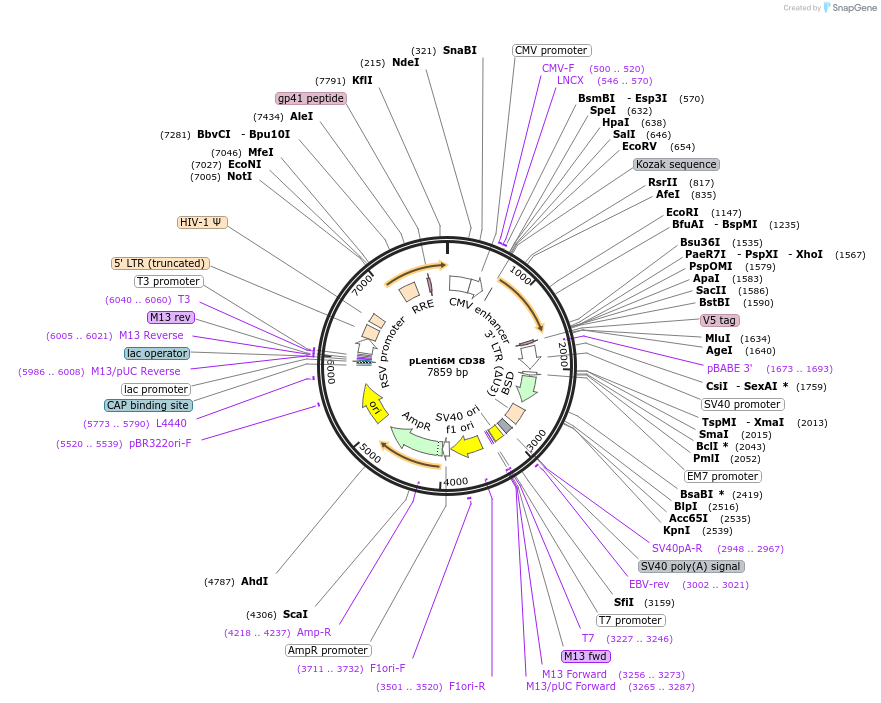 194125-plasmid-map-sequence-id-514150