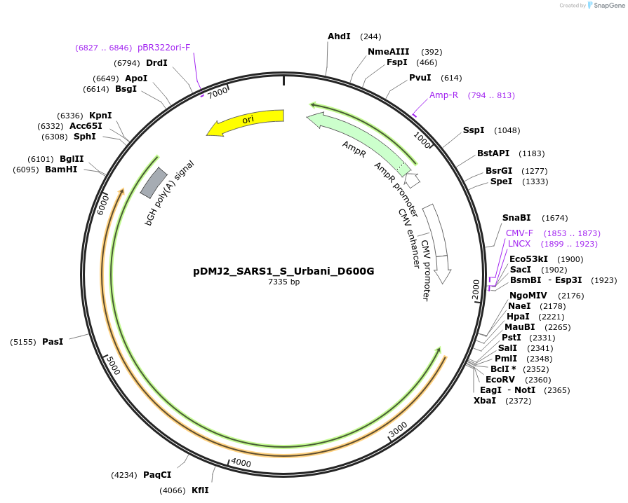 257042-plasmid-map-sequence-id-514229
