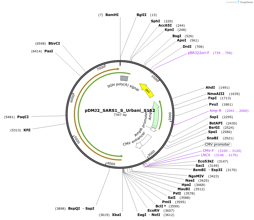 257045-plasmid-map-sequence-id-514232