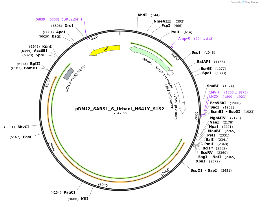 257048-plasmid-map-sequence-id-514235