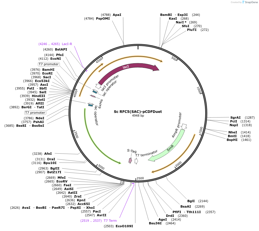 258210-plasmid-map-sequence-id-514249