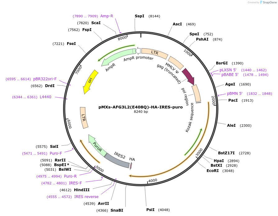 257567-plasmid-map-sequence-id-514255