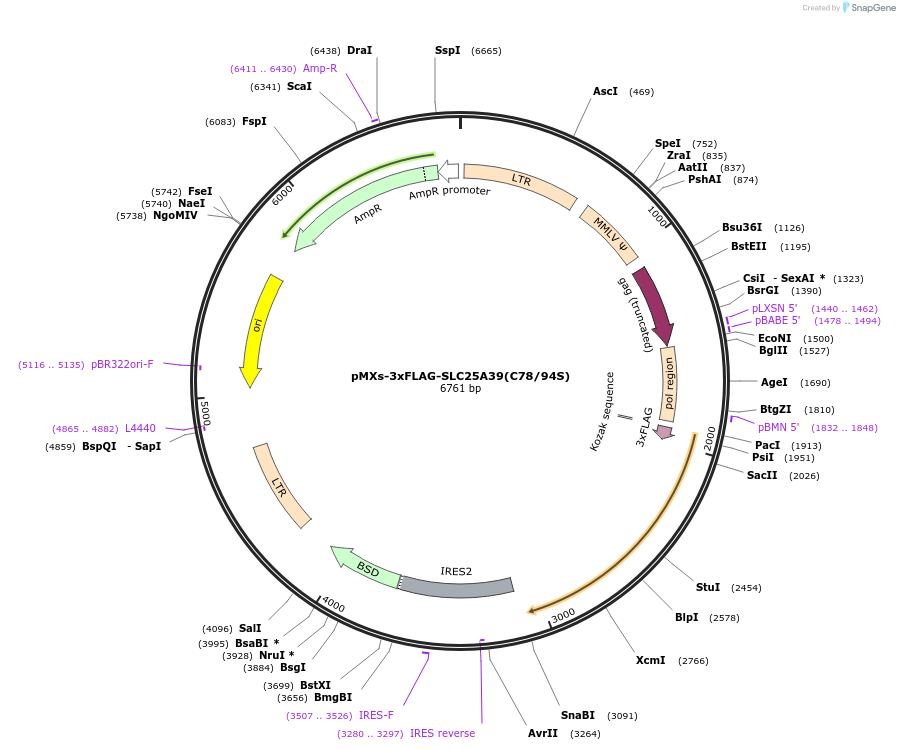 257546-plasmid-map-sequence-id-514256