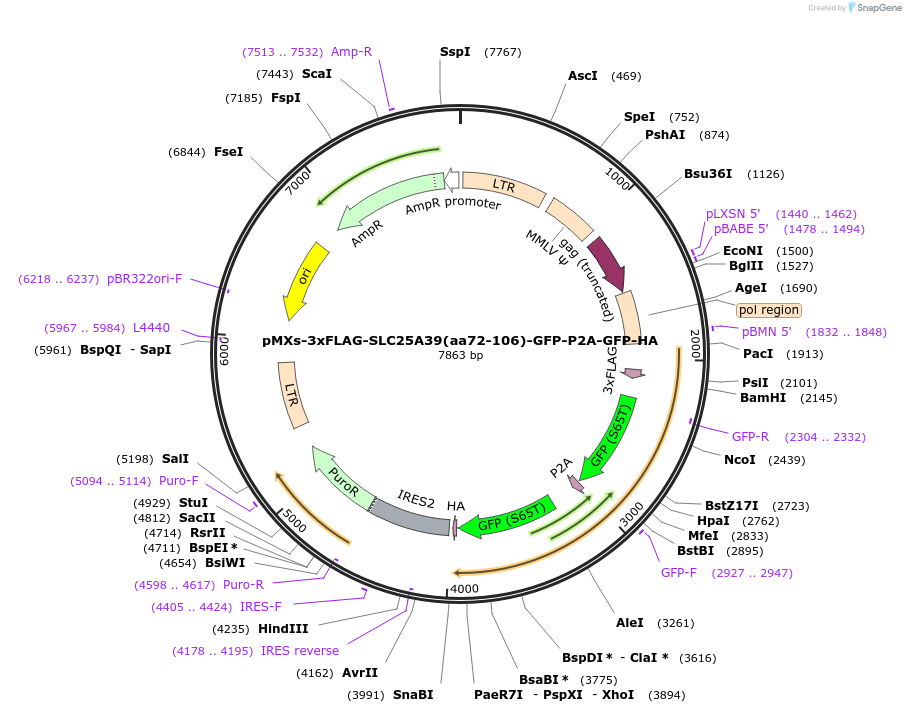 257559-plasmid-map-sequence-id-514257