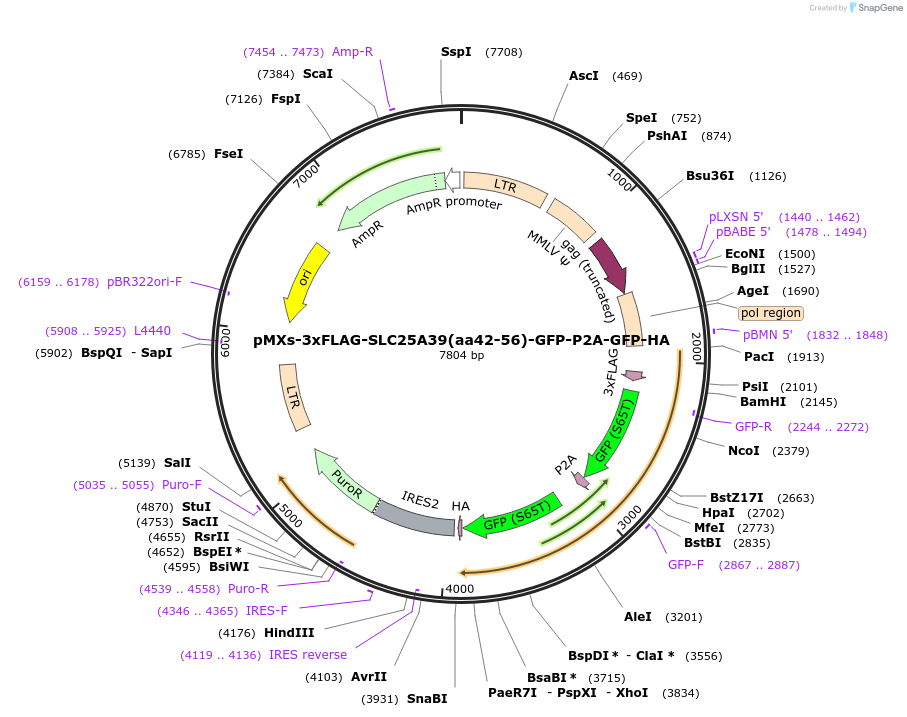 257566-plasmid-map-sequence-id-514258