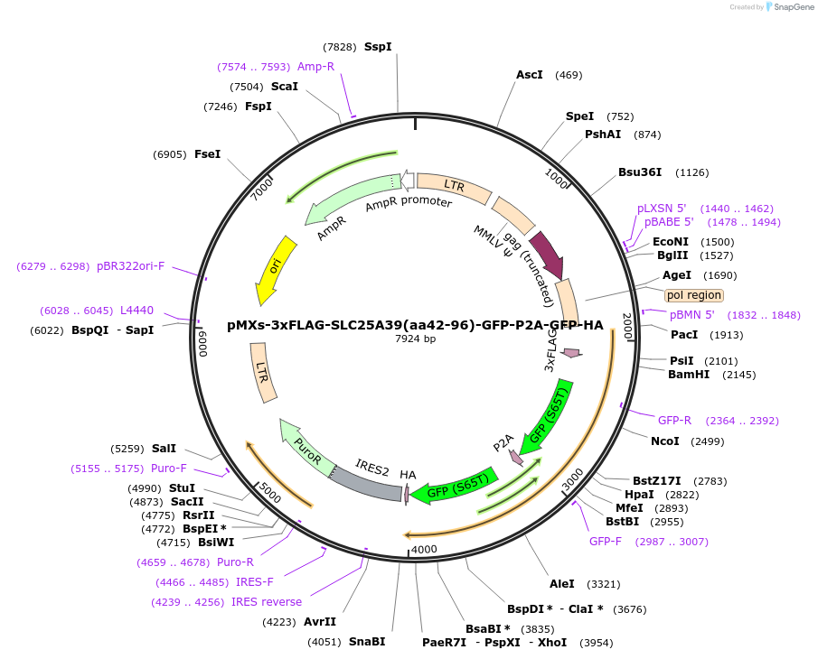 257562-plasmid-map-sequence-id-514259