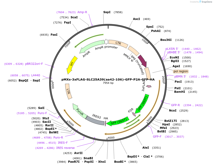 257556-plasmid-map-sequence-id-514260