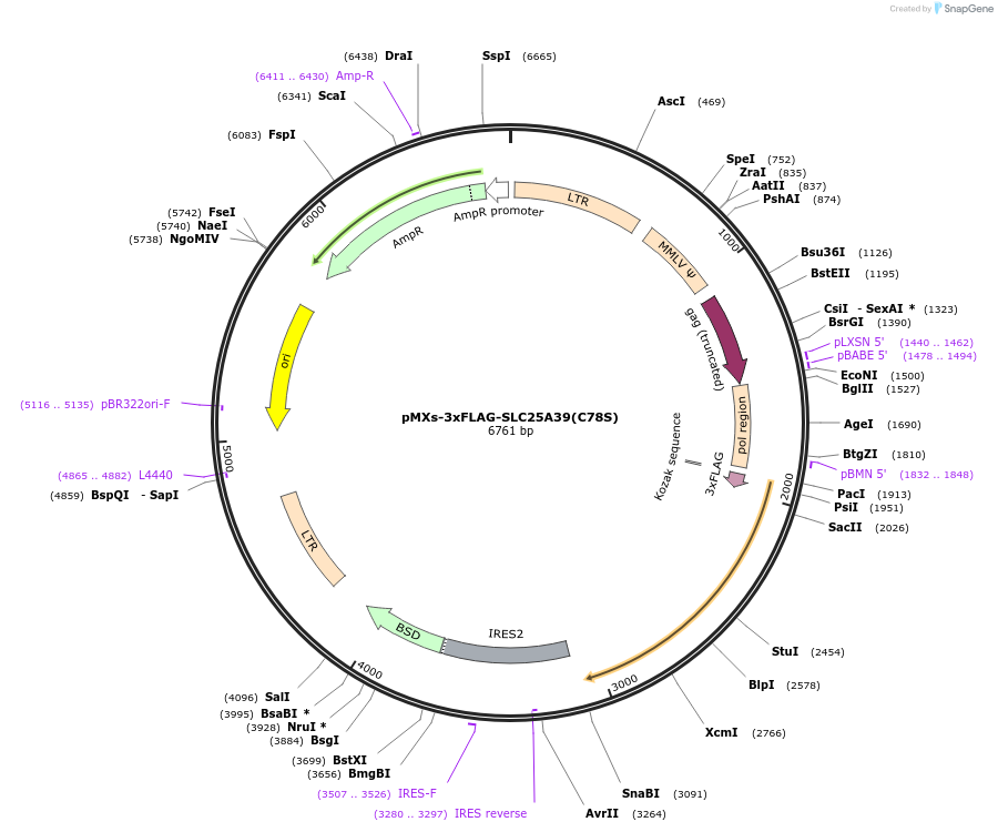 257540-plasmid-map-sequence-id-514261