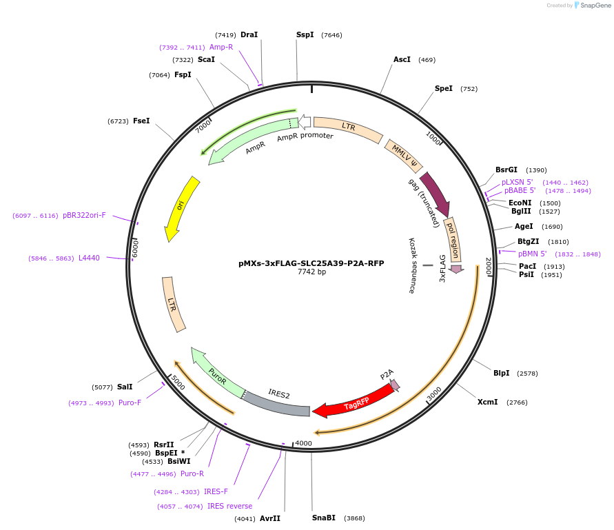 257549-plasmid-map-sequence-id-514265