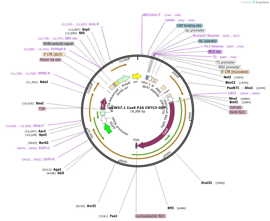 196674-plasmid-map-sequence-id-514283