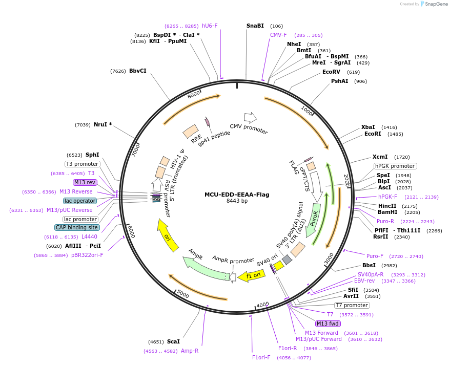 256373-plasmid-map-sequence-id-514288