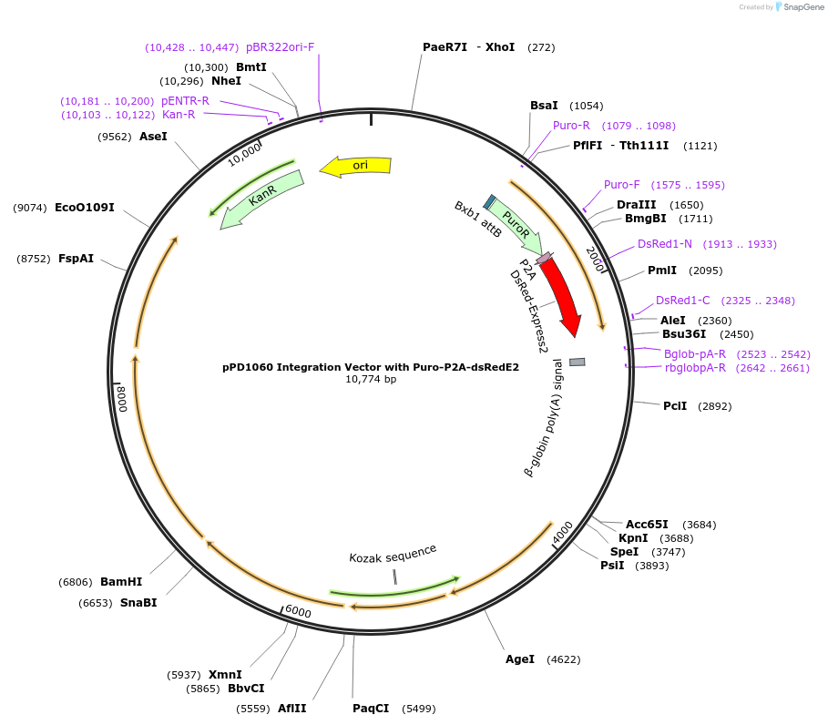 253873-plasmid-map-sequence-id-514328