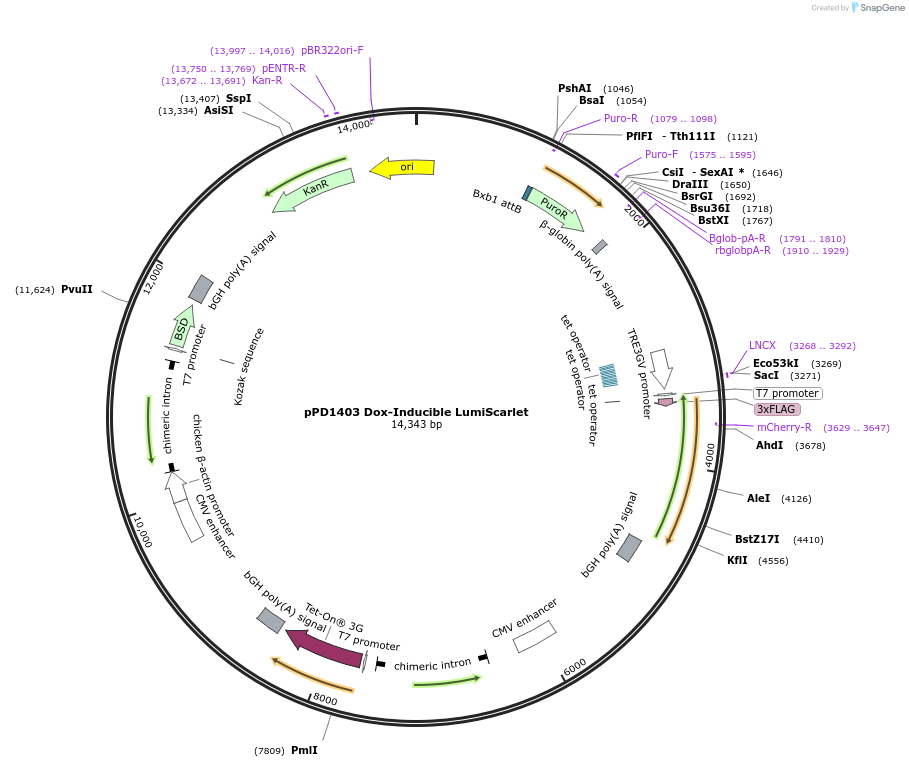 253892-plasmid-map-sequence-id-514332