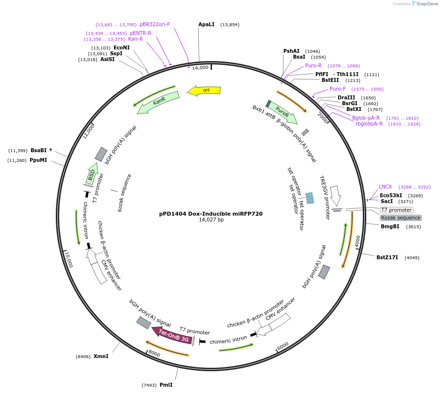 253893-plasmid-map-sequence-id-514334