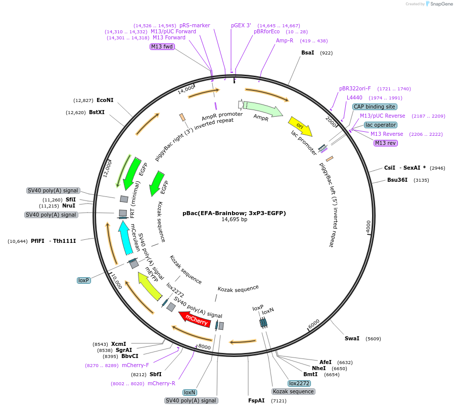 256610-plasmid-map-sequence-id-514337
