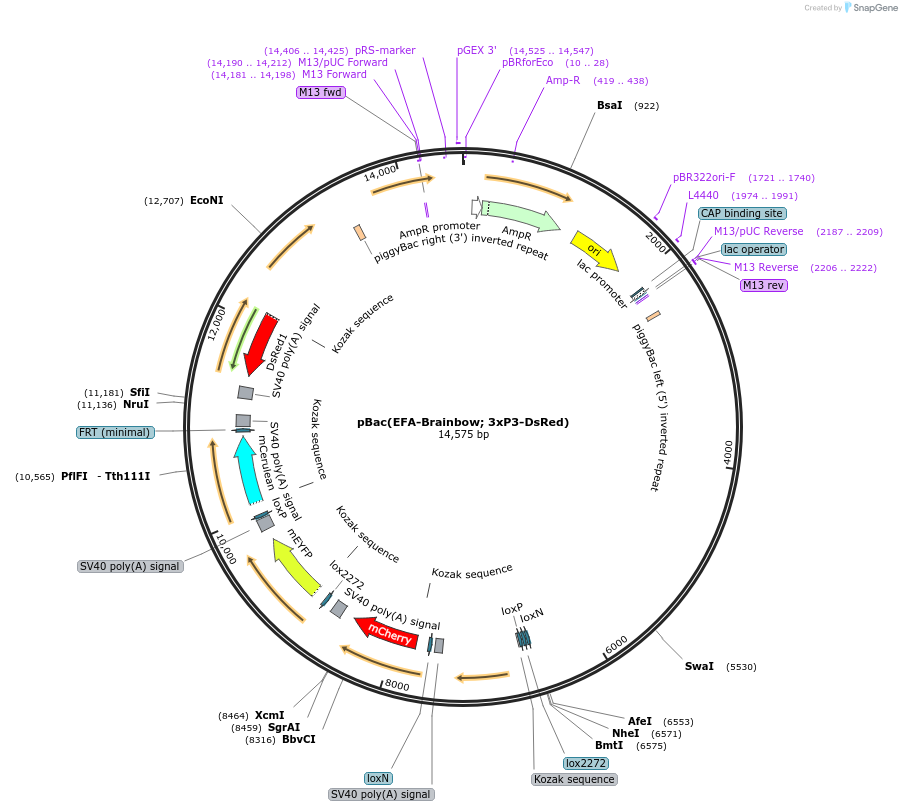 256611-plasmid-map-sequence-id-514339