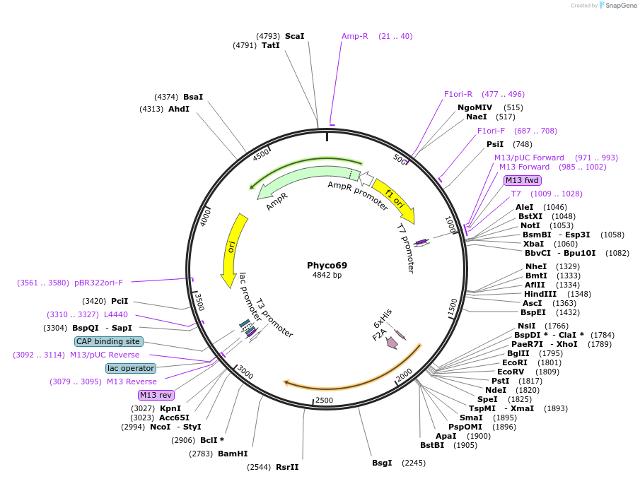 255424-plasmid-map-sequence-id-514422