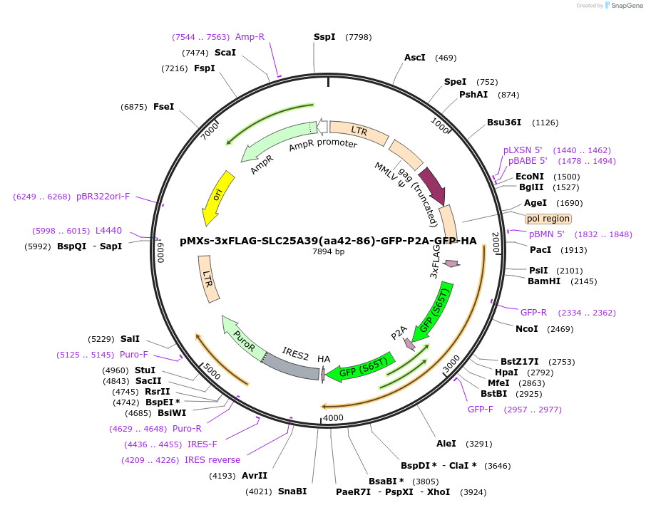 257563-plasmid-map-sequence-id-514435