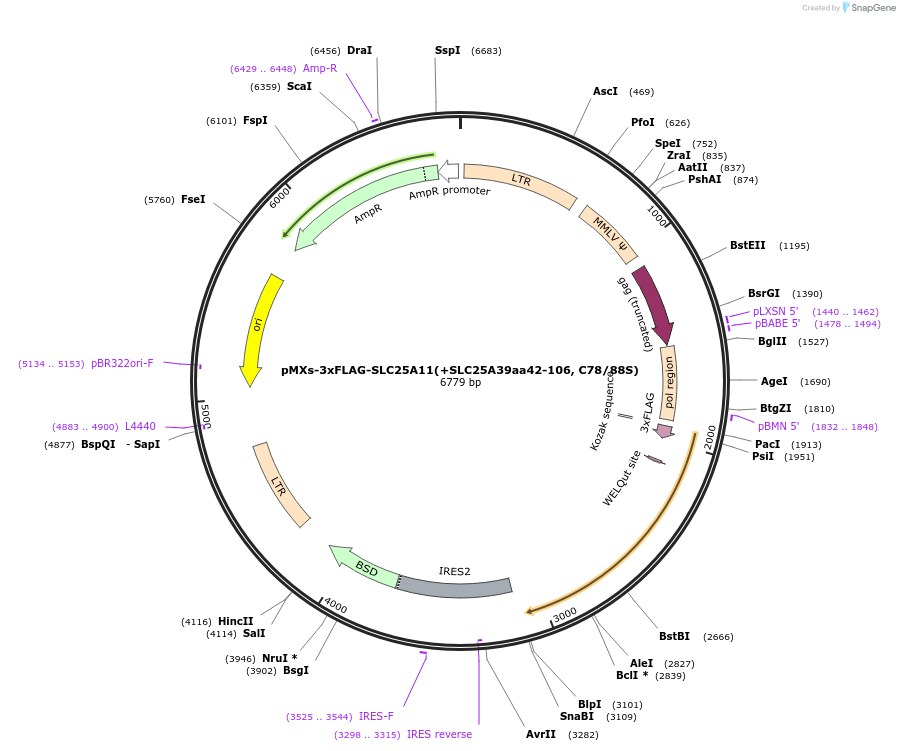 257553-plasmid-map-sequence-id-514436