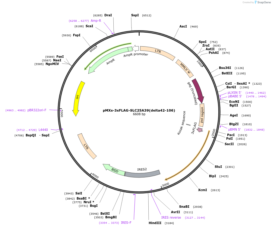 257537-plasmid-map-sequence-id-514438