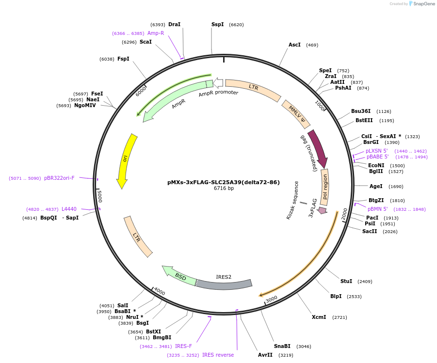 257538-plasmid-map-sequence-id-514439