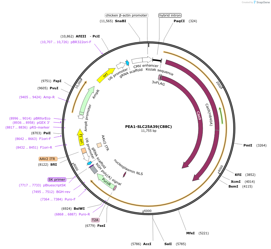 257594-plasmid-map-sequence-id-514502