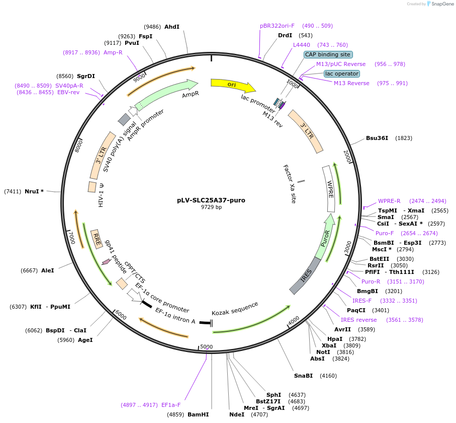257571-plasmid-map-sequence-id-514508