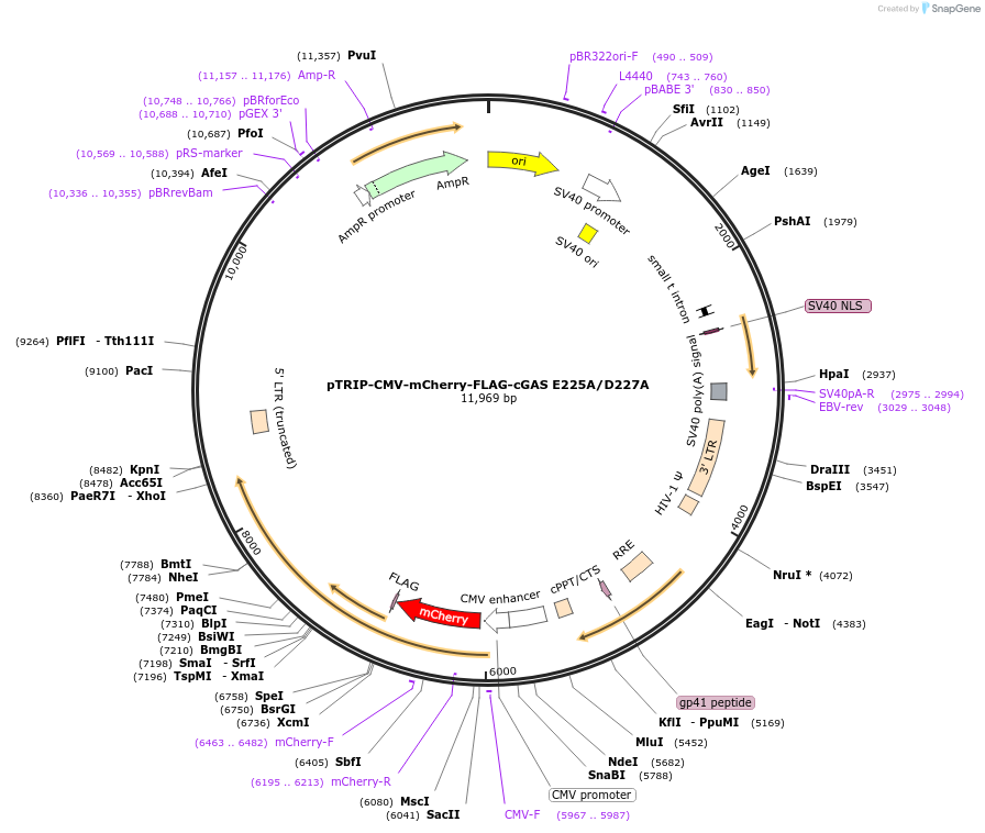127657-plasmid-map-sequence-id-514584