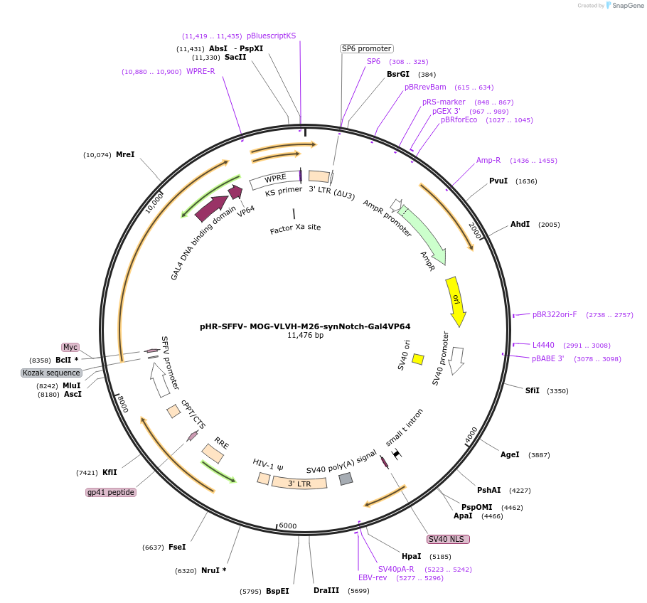 247498-plasmid-map-sequence-id-514613