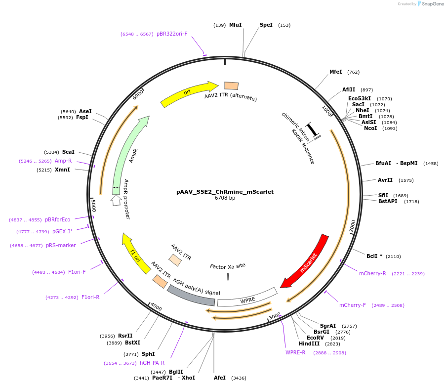 255993-plasmid-map-sequence-id-514618