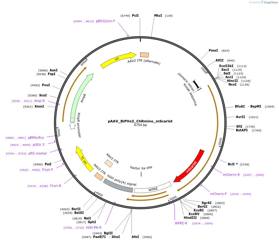 255994-plasmid-map-sequence-id-514619