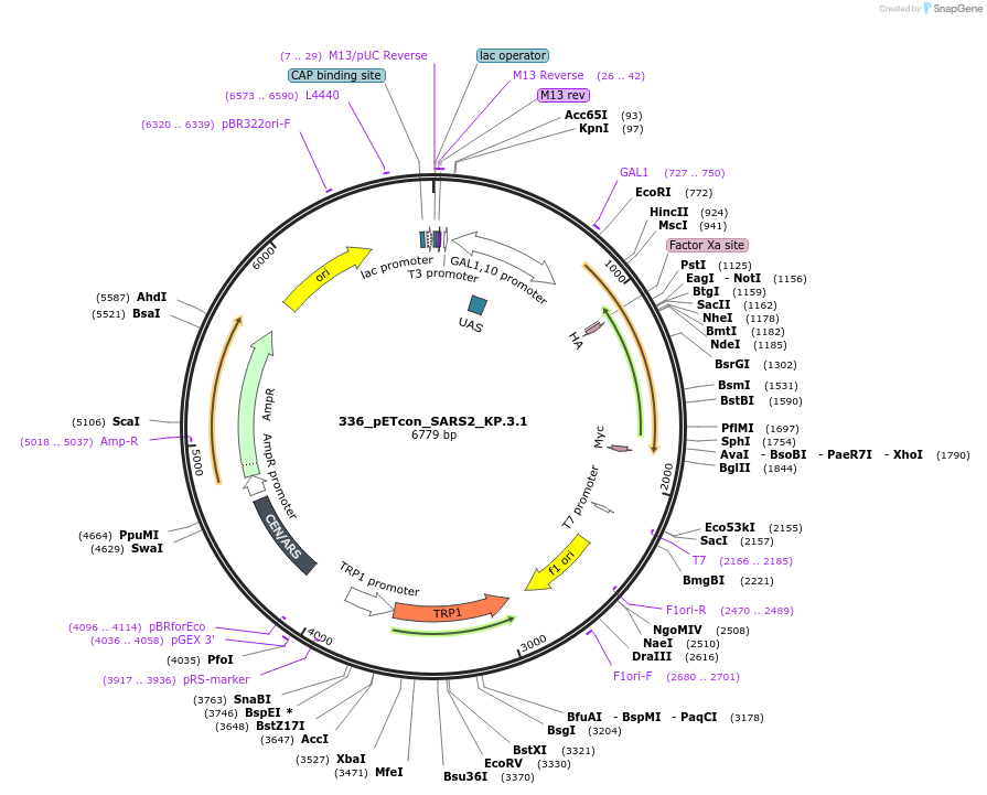 254410-plasmid-map-sequence-id-514625