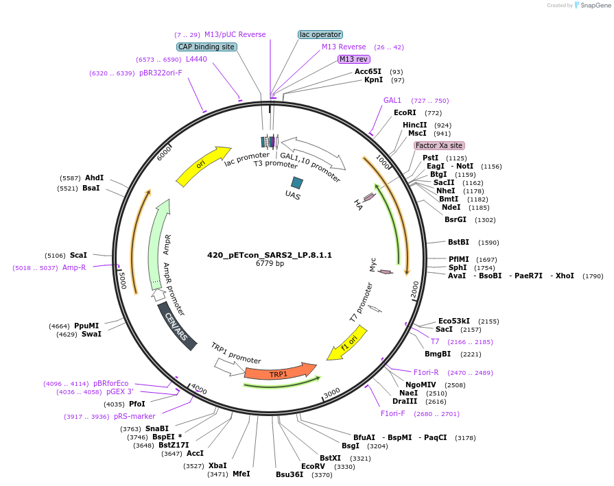 254411-plasmid-map-sequence-id-514626
