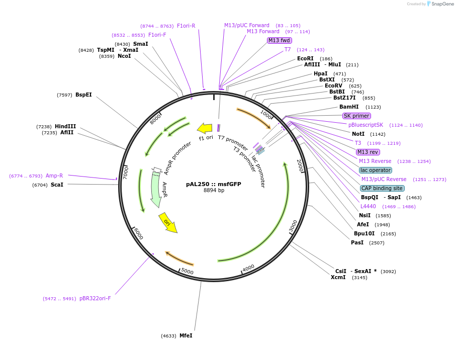 255423-plasmid-map-sequence-id-514750