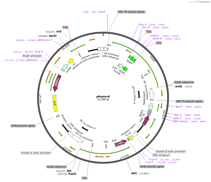 165081-plasmid-map-sequence-id-514763