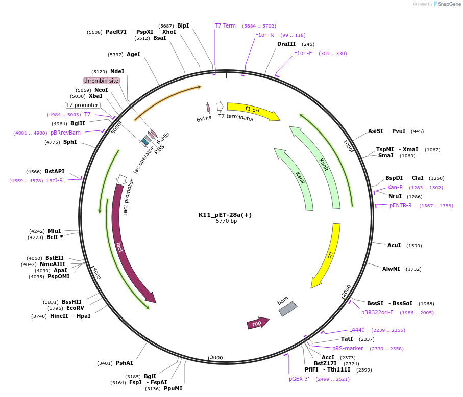 255041-plasmid-map-sequence-id-514821